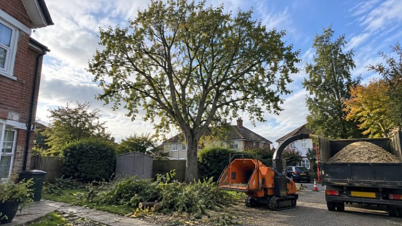 Crown Thinning in Corby