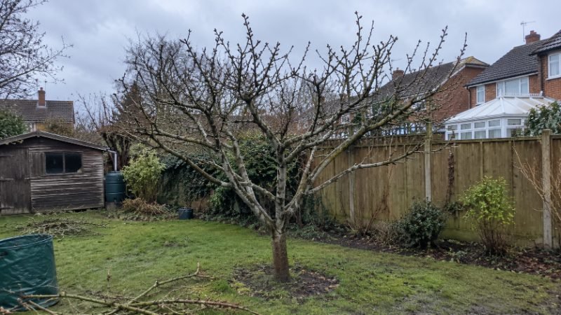 Fruit Tree Pruning in Corby