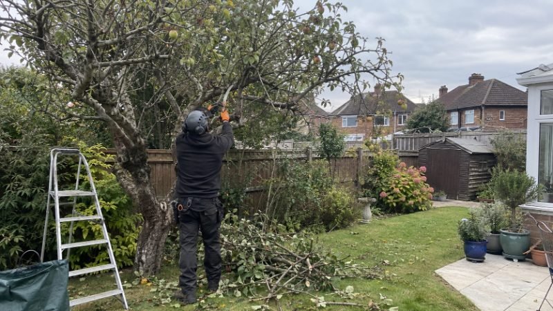 Fruit Tree Pruning in Corby