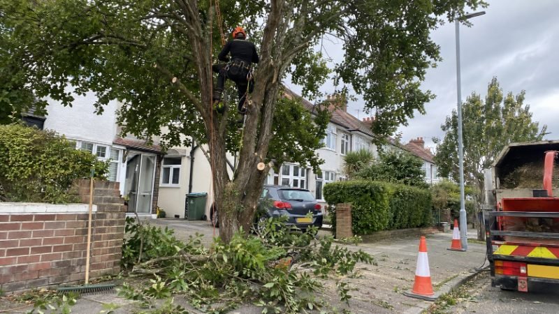 Ashwood Tree Surgeons