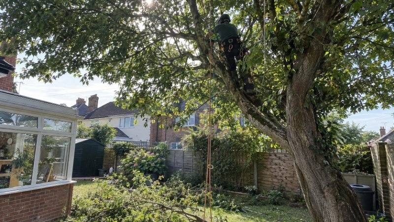Tree Service pricing and estimates in Corby