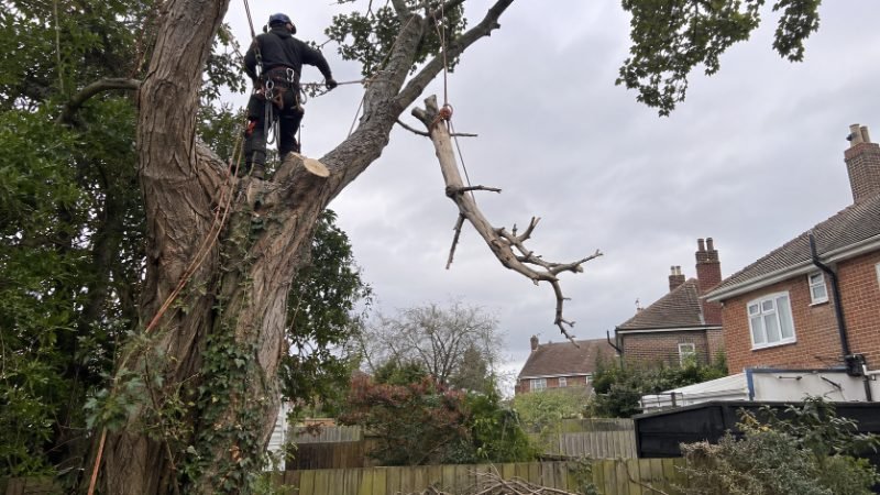 Tree Service project timeline in Corby