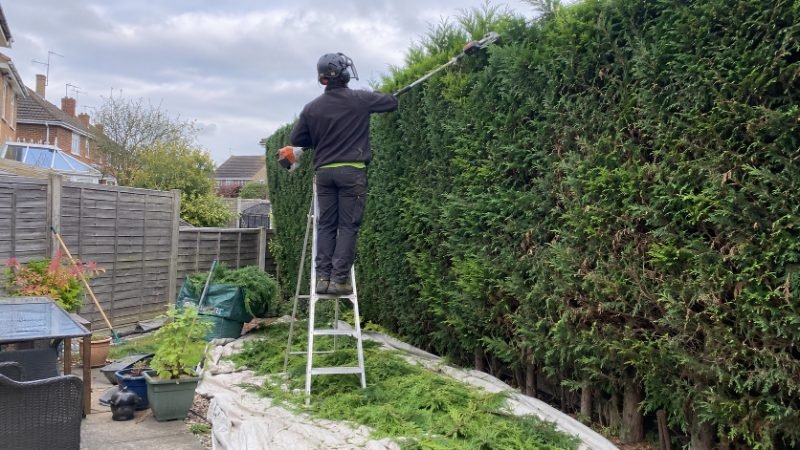 Tree Service project in Corby