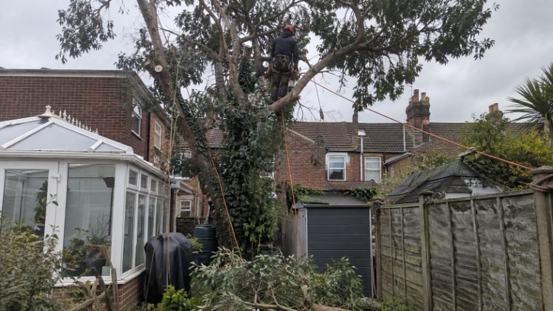 Tree Service project in Corby