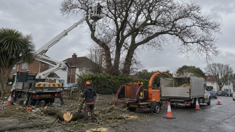 Large Tree and Difficult Access Work in Corby