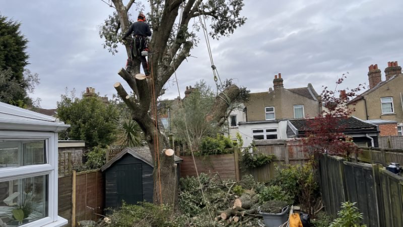 Sectional Tree Dismantling in Corby