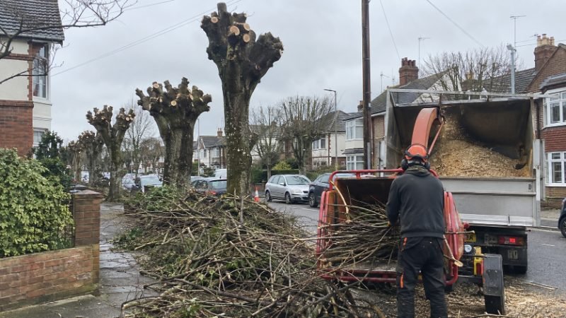 Sectional Tree Dismantling services in Corby, North Northamptonshire