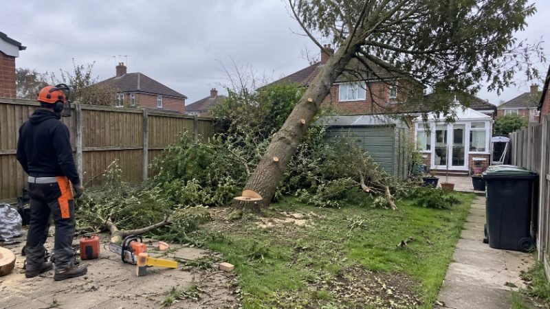 Tree Felling and Removal in Corby
