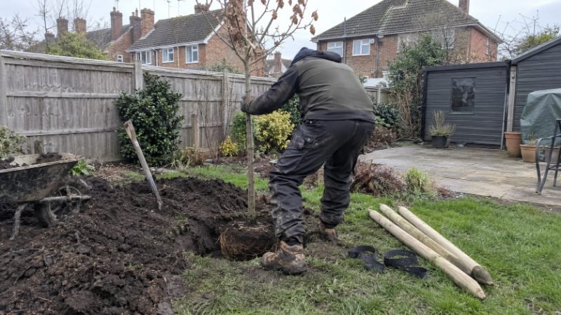Tree Planting and Replacement in Corby