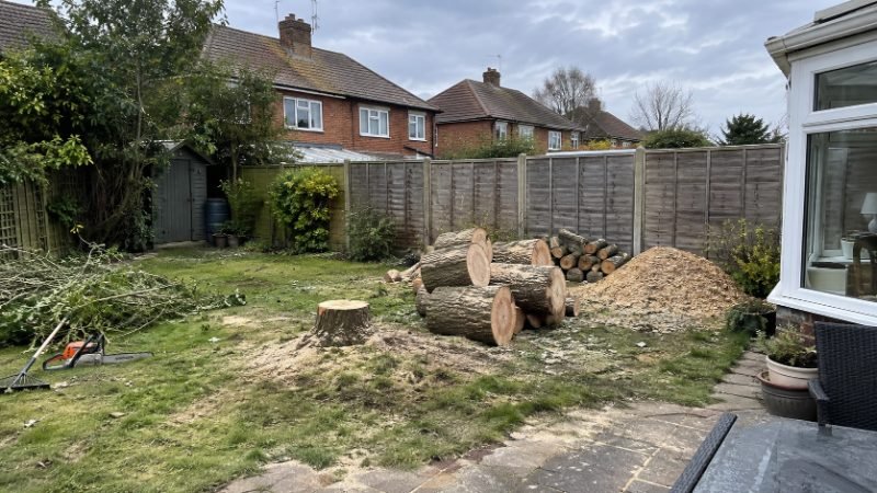 Tree Planting and Replacement in Corby