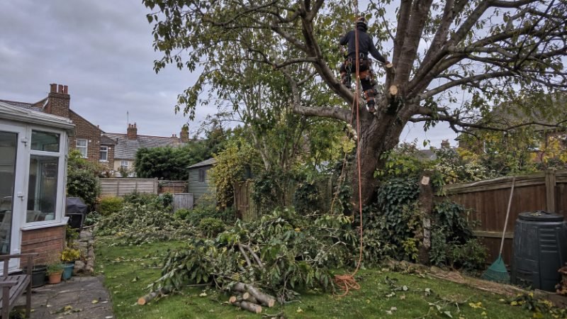 Tree Pruning in Corby
